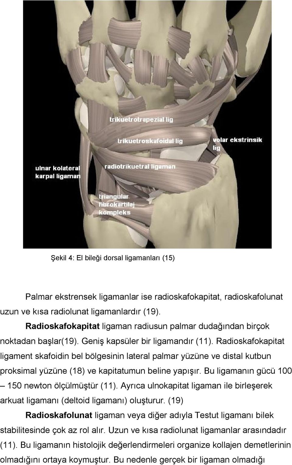 Radioskafokapitat ligament skafoidin bel bölgesinin lateral palmar yüzüne ve distal kutbun proksimal yüzüne (18) ve kapitatumun beline yapışır. Bu ligamanın gücü 100 150 newton ölçülmüştür (11).