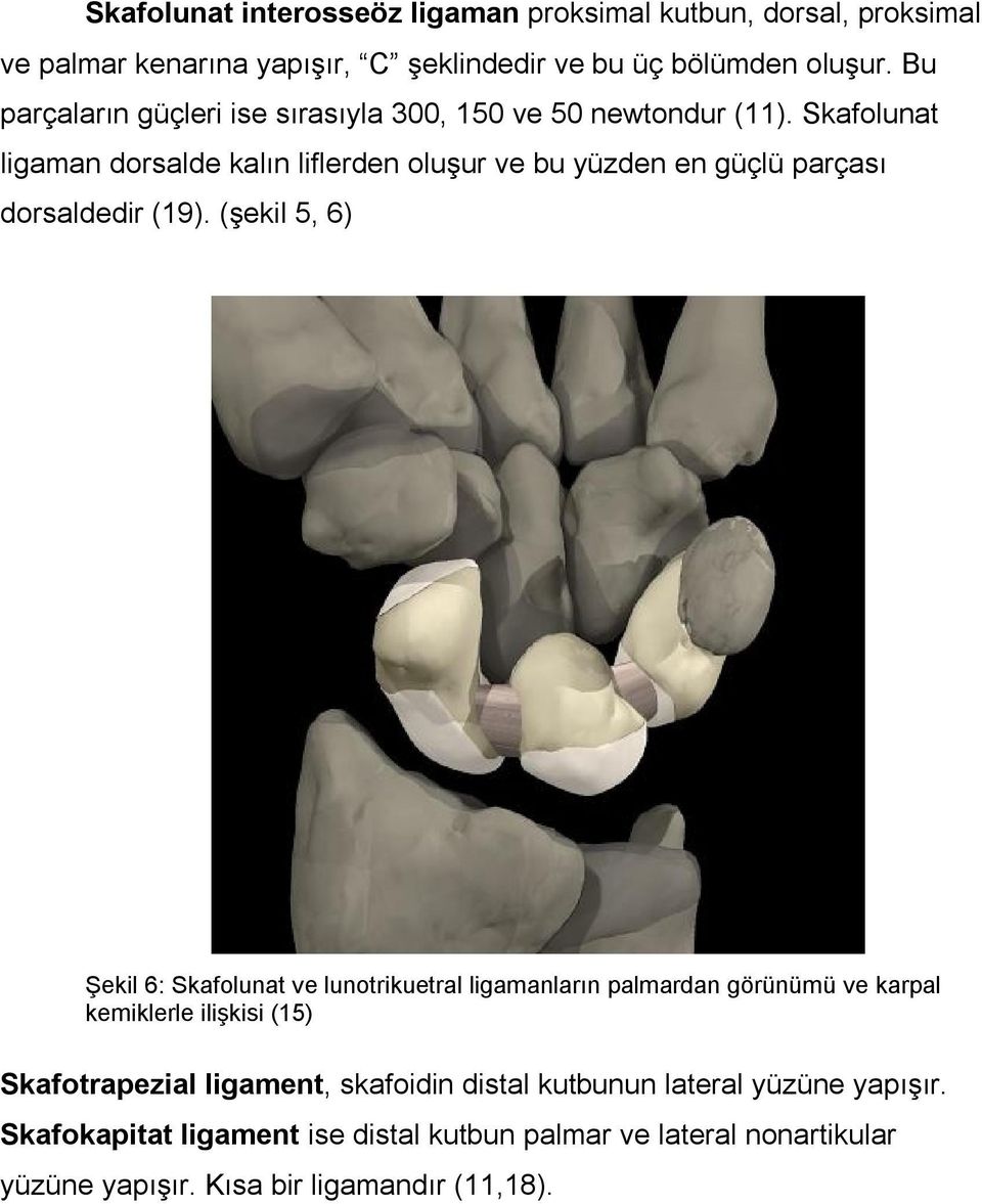 Skafolunat ligaman dorsalde kalın liflerden oluşur ve bu yüzden en güçlü parçası dorsaldedir (19).