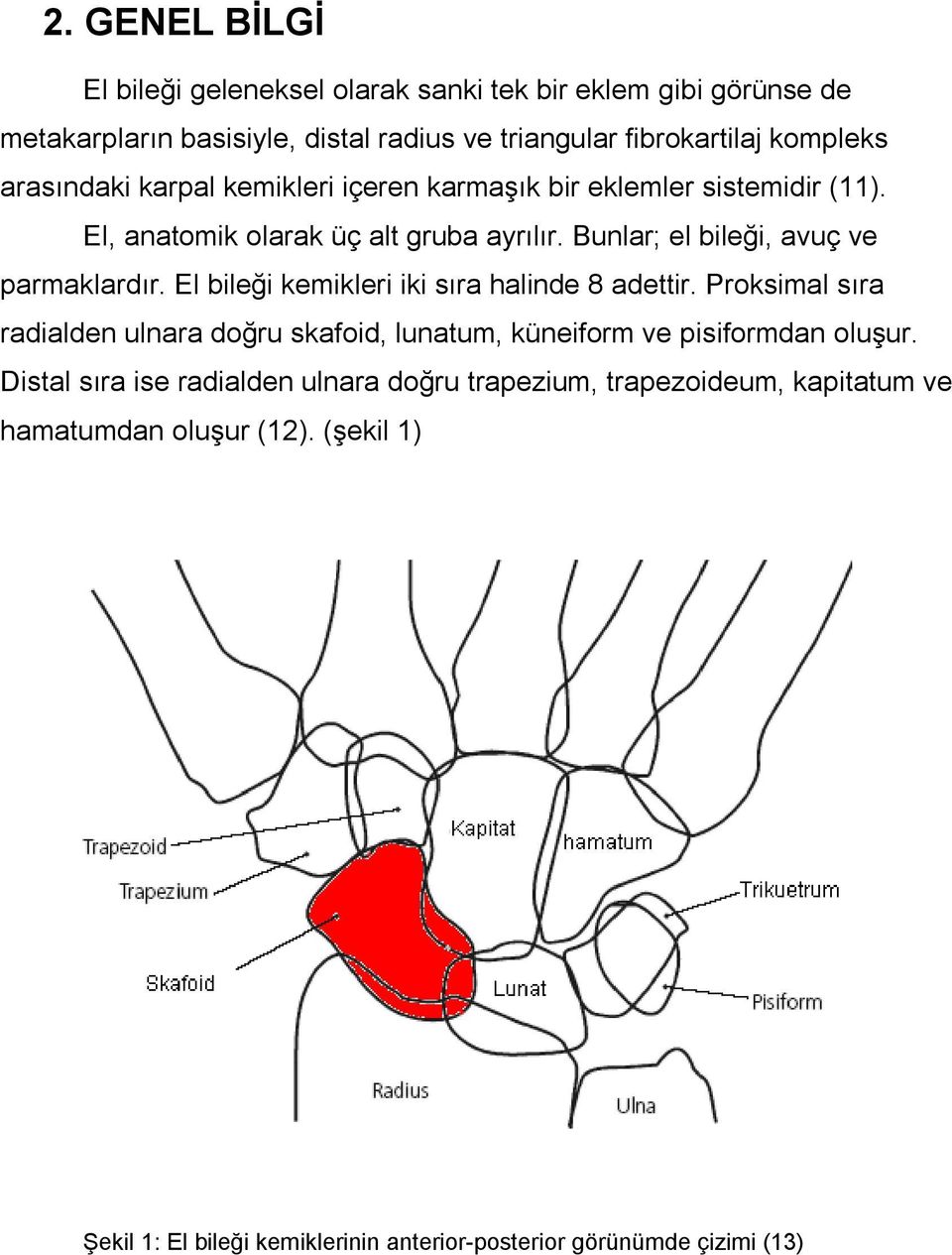 El bileği kemikleri iki sıra halinde 8 adettir. Proksimal sıra radialden ulnara doğru skafoid, lunatum, küneiform ve pisiformdan oluşur.