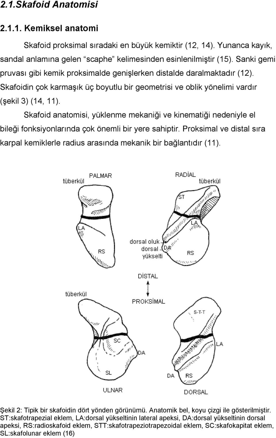 Skafoid anatomisi, yüklenme mekaniği ve kinematiği nedeniyle el bileği fonksiyonlarında çok önemli bir yere sahiptir.