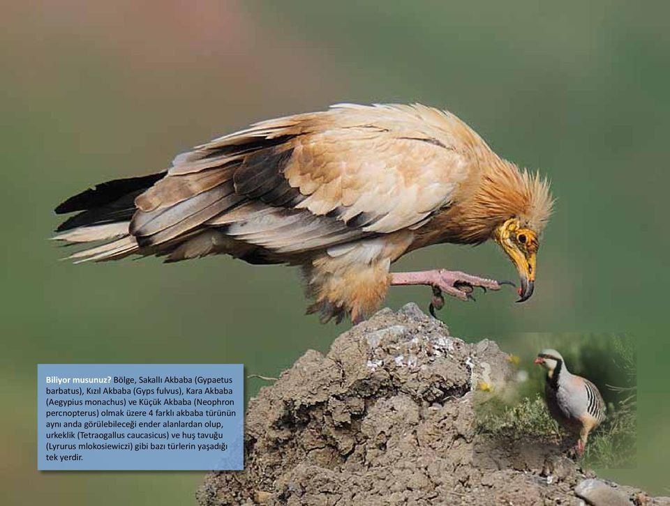 (Aegypius monachus) ve Küçük Akbaba (Neophron percnopterus) olmak üzere 4 farklı akbaba