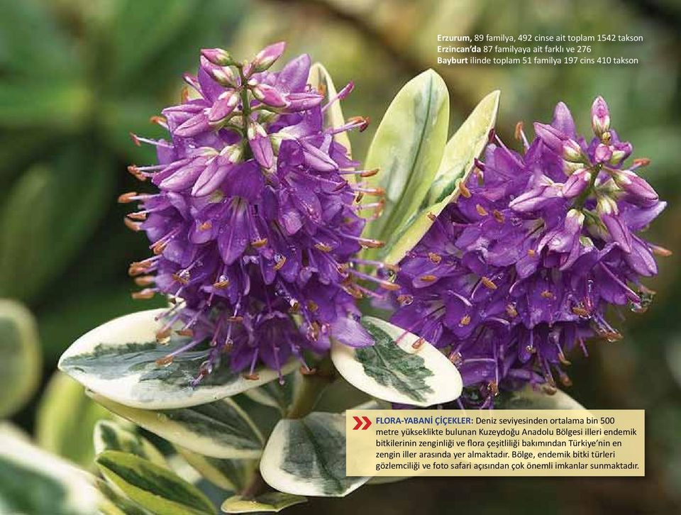 Kuzeydoğu Anadolu Bölgesi illeri endemik bitkilerinin zenginliği ve flora çeşitliliği bakımından Türkiye nin en zengin