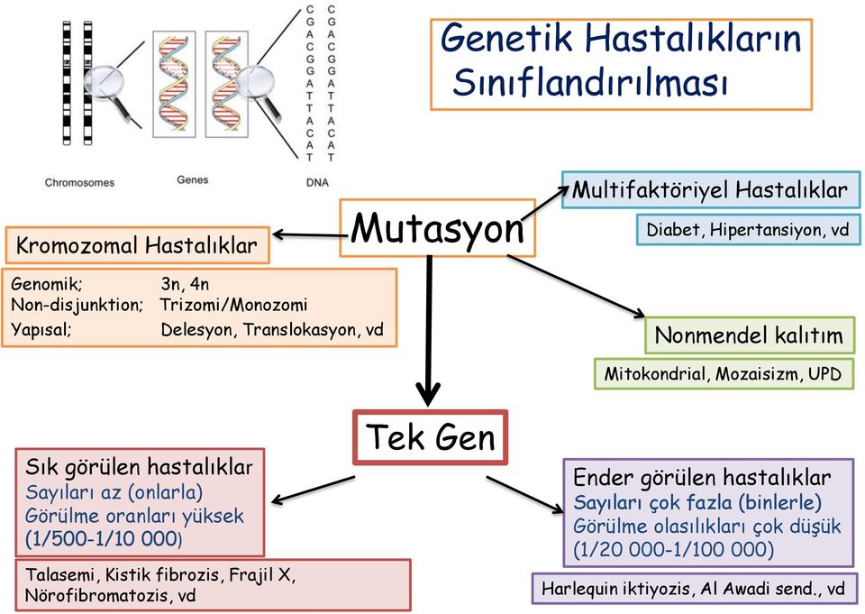 hastalıklar Sayıları az (onlarla) Görülme oranları yüksek (1/500-1/10 000) Talasemi, Kistik fibrozis, Frajil X, Nörofibromatozis, vd Tek