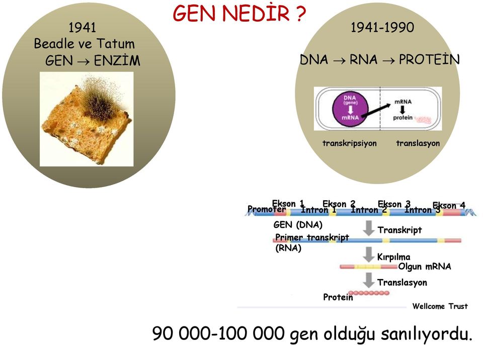 Ekson 2 Ekson 3 Promoter İntron 1 İntron 2 İntron Ekson 3 4 GEN (DNA) Primer