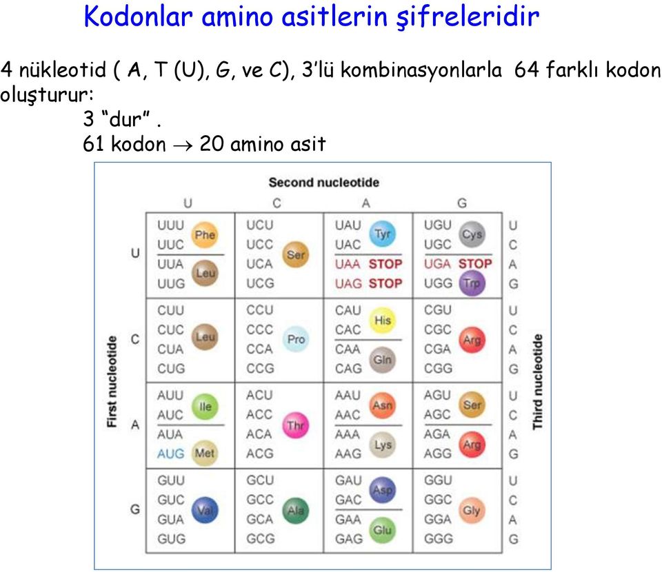 lü kombinasyonlarla 64 farklı kodon