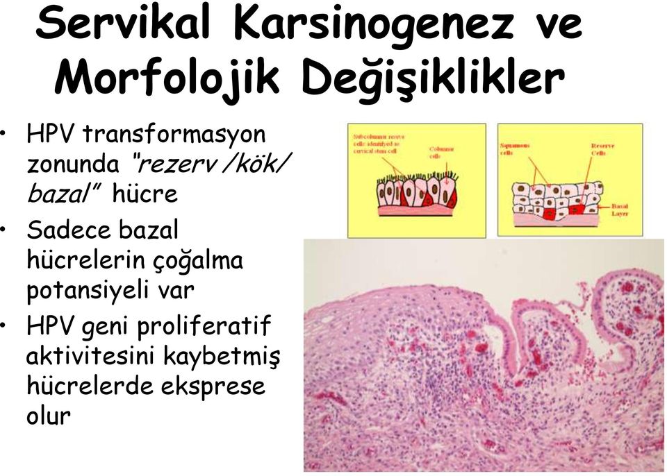 bazal hücrelerin çoğalma potansiyeli var HPV geni