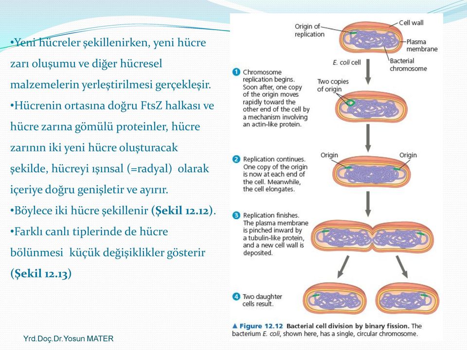 Hücrenin ortasına doğru FtsZ halkası ve hücre zarına gömülü proteinler, hücre zarının iki yeni hücre