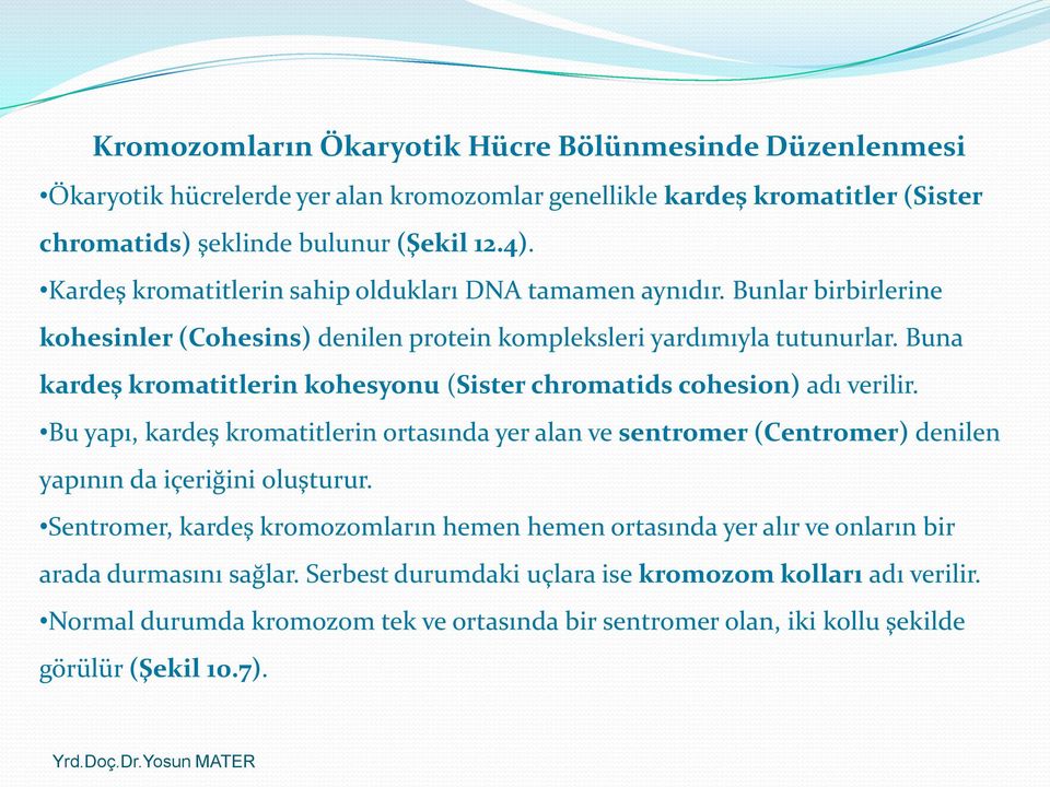 Buna kardeş kromatitlerin kohesyonu (Sister chromatids cohesion) adı verilir. Bu yapı, kardeş kromatitlerin ortasında yer alan ve sentromer (Centromer) denilen yapının da içeriğini oluşturur.