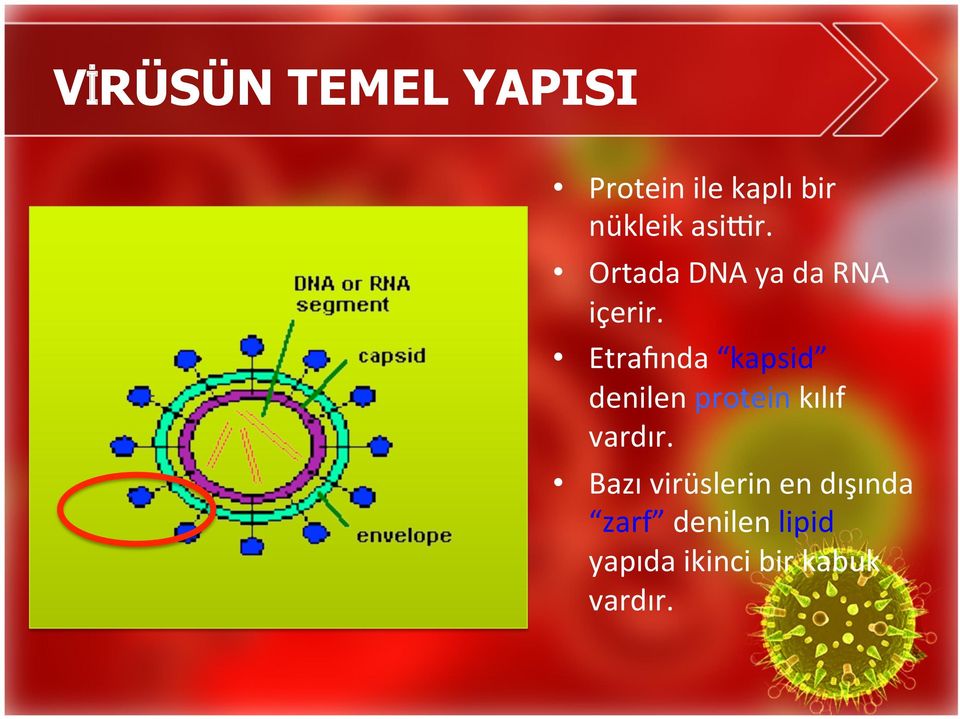 EtraYnda kapsid denilen protein kılıf vardır.