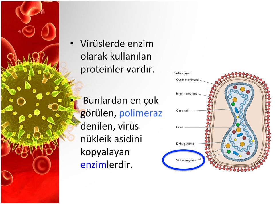 Bunlardan en çok görülen, polimeraz