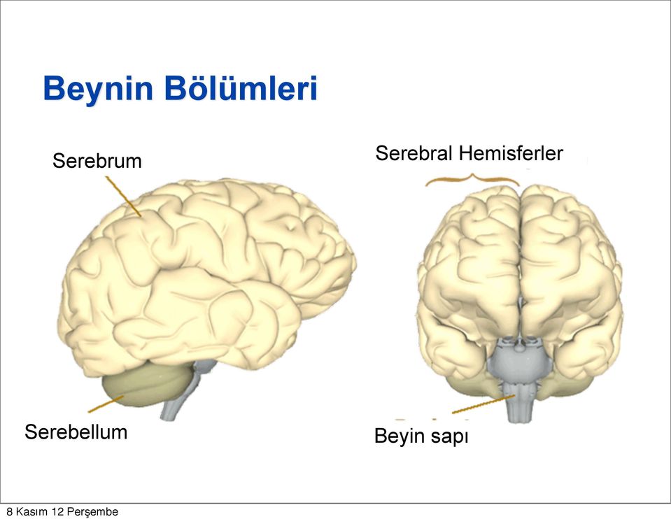 Serebral