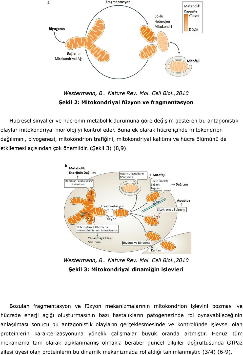 Buna ek olarak hücre içinde mitokondrion dağılımını, biyogenezi, mitokondrion trafiğini, mitokondriyal kalıtımı ve hücre ölümünü de etkilemesi açısından çok önemlidir. (Şekil 3) (8,9).