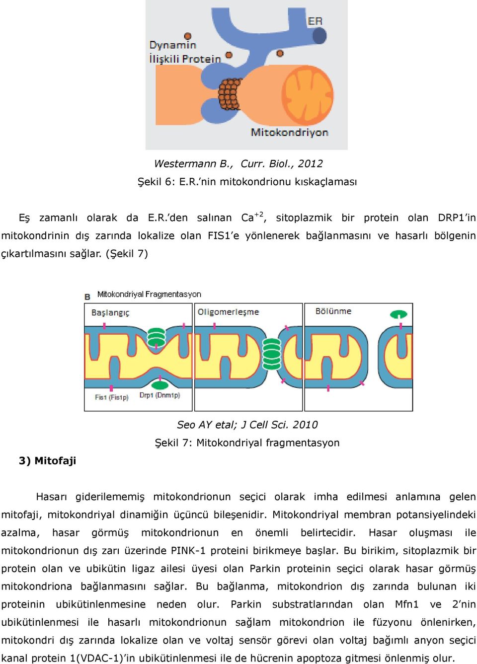 den salınan Ca +2, sitoplazmik bir protein olan DRP1 in mitokondrinin dış zarında lokalize olan FIS1 e yönlenerek bağlanmasını ve hasarlı bölgenin çıkartılmasını sağlar.