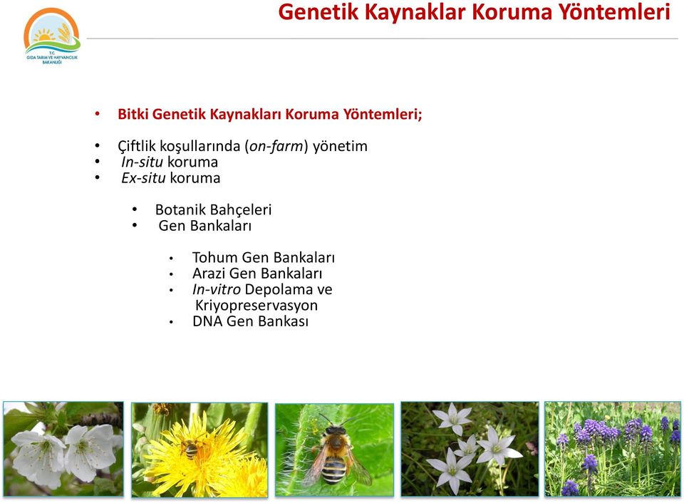 Ex-situ koruma Botanik Bahçeleri Gen Bankaları Tohum Gen Bankaları