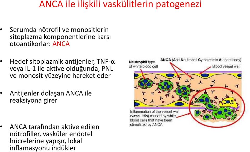 aktive olduğunda, PNL ve monosit yüzeyine hareket eder Antijenler dolaşan ANCA ile reaksiyona