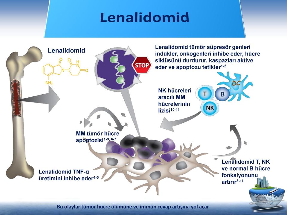 hücrelerinin lizisi 10-11 DC MM tümör hücre apoptozisi1-3, 6-7 Lenalidomid TNF-α üretimini inhibe eder 4-5