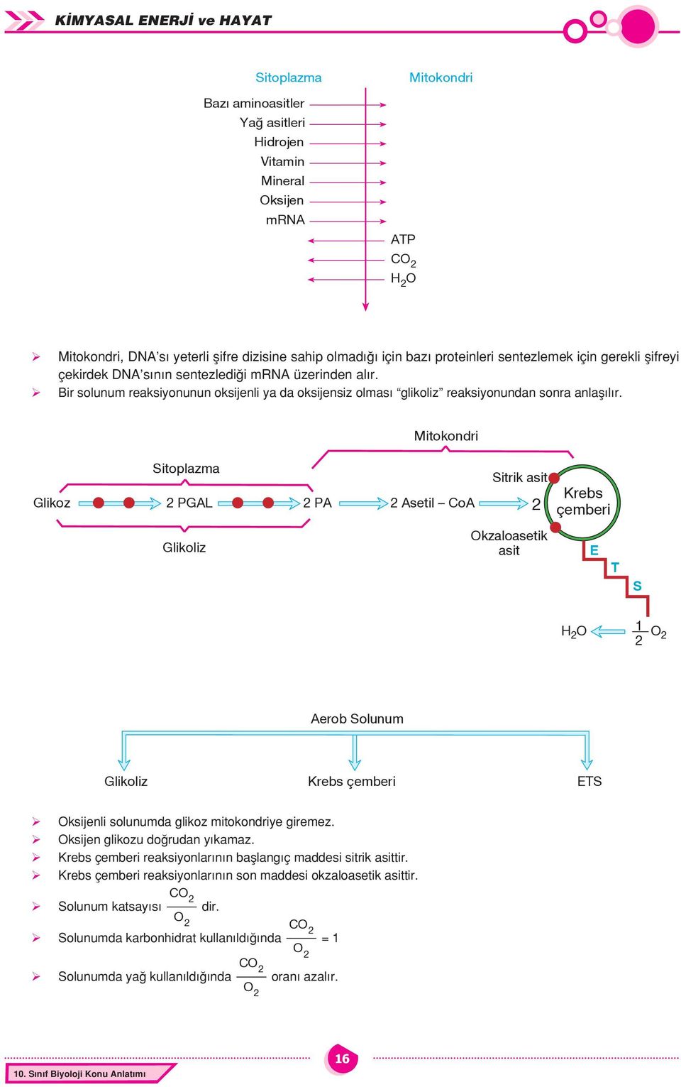 Mitokondri Sitoplazma Sitrik 2 PGAL 2 PA 2 Asetil CoA 2 Glikoliz Okzaloasetik Krebs çemberi E T S 2 O 2 Aerob Solunum Glikoliz Krebs çemberi ETS Oksijenli solunumda glikoz mitokondriye giremez.