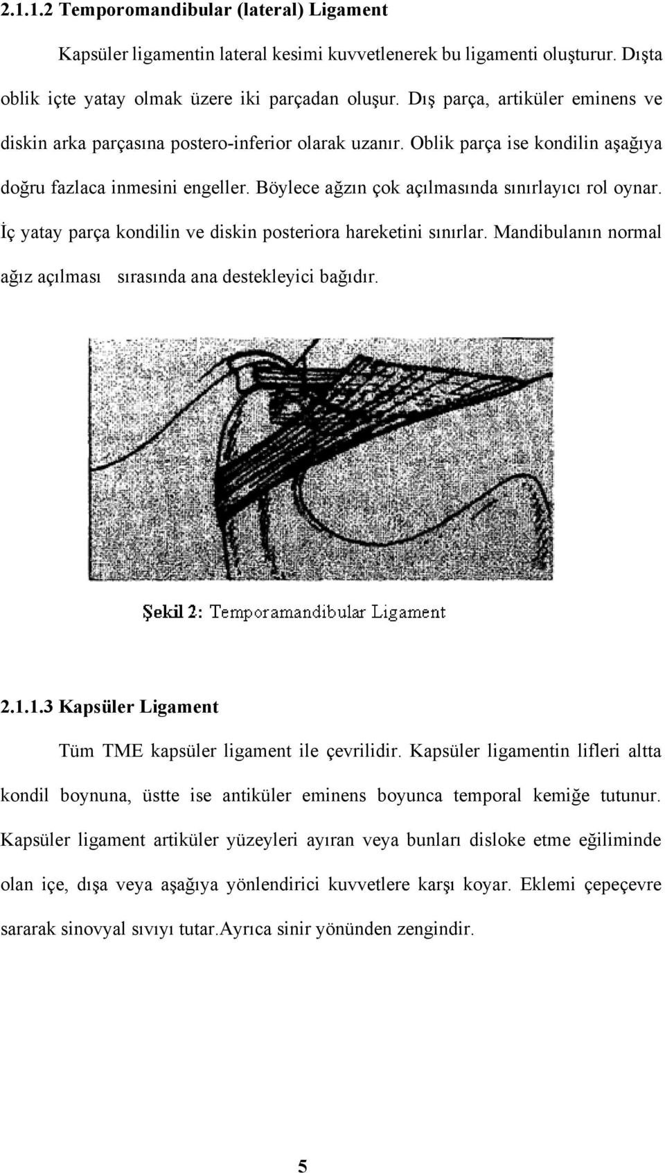 Böylece ağzın çok açılmasında sınırlayıcı rol oynar. İç yatay parça kondilin ve diskin posteriora hareketini sınırlar. Mandibulanın normal ağız açılması sırasında ana destekleyici bağıdır. 2.1.