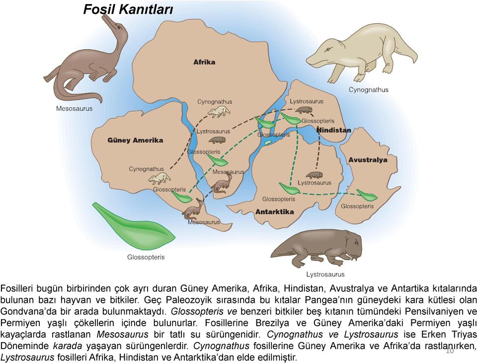 Glossopteris ve benzeri bitkiler beş kıtanın tümündeki Pensilvaniyen ve Permiyen yaşlı çökellerin içinde bulunurlar.