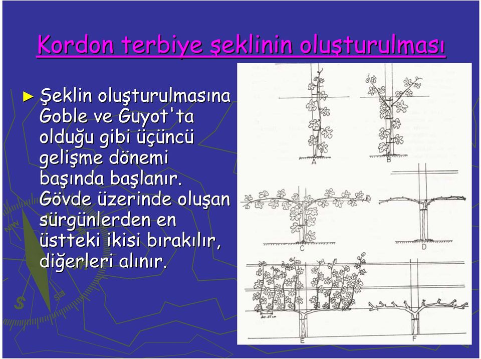 ncü gelişme dönemi d başı şında başlan lanır.