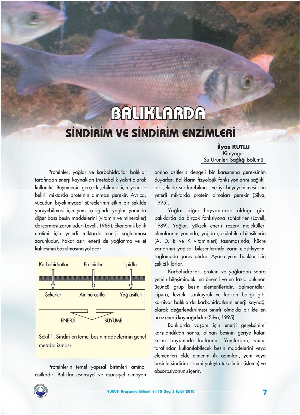 Büyümenin gerçekleşebilmesi için yem ile bir şekilde sürdürebilmesi ve iyi büyüyebilmesi için belirli miktarda proteinin alınması gerekir.