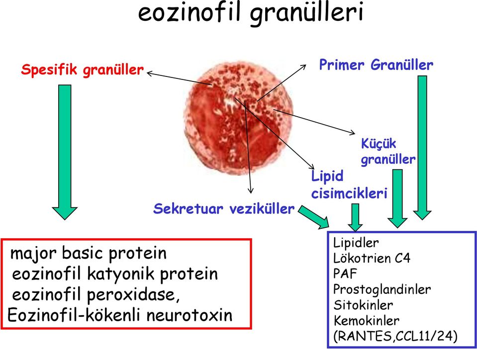 peroxidase, Eozinofil-kökenli neurotoxin Küçük granüller Lipid