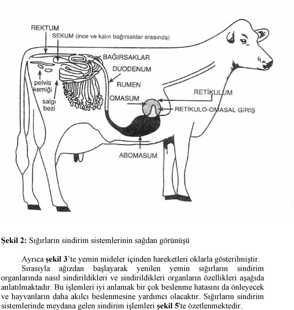 Sırasıyla ağızdan başlayarak yenilen yemin sığırların sindirim organlarında nasıl sindirildikleri ve sindirildikleri organların