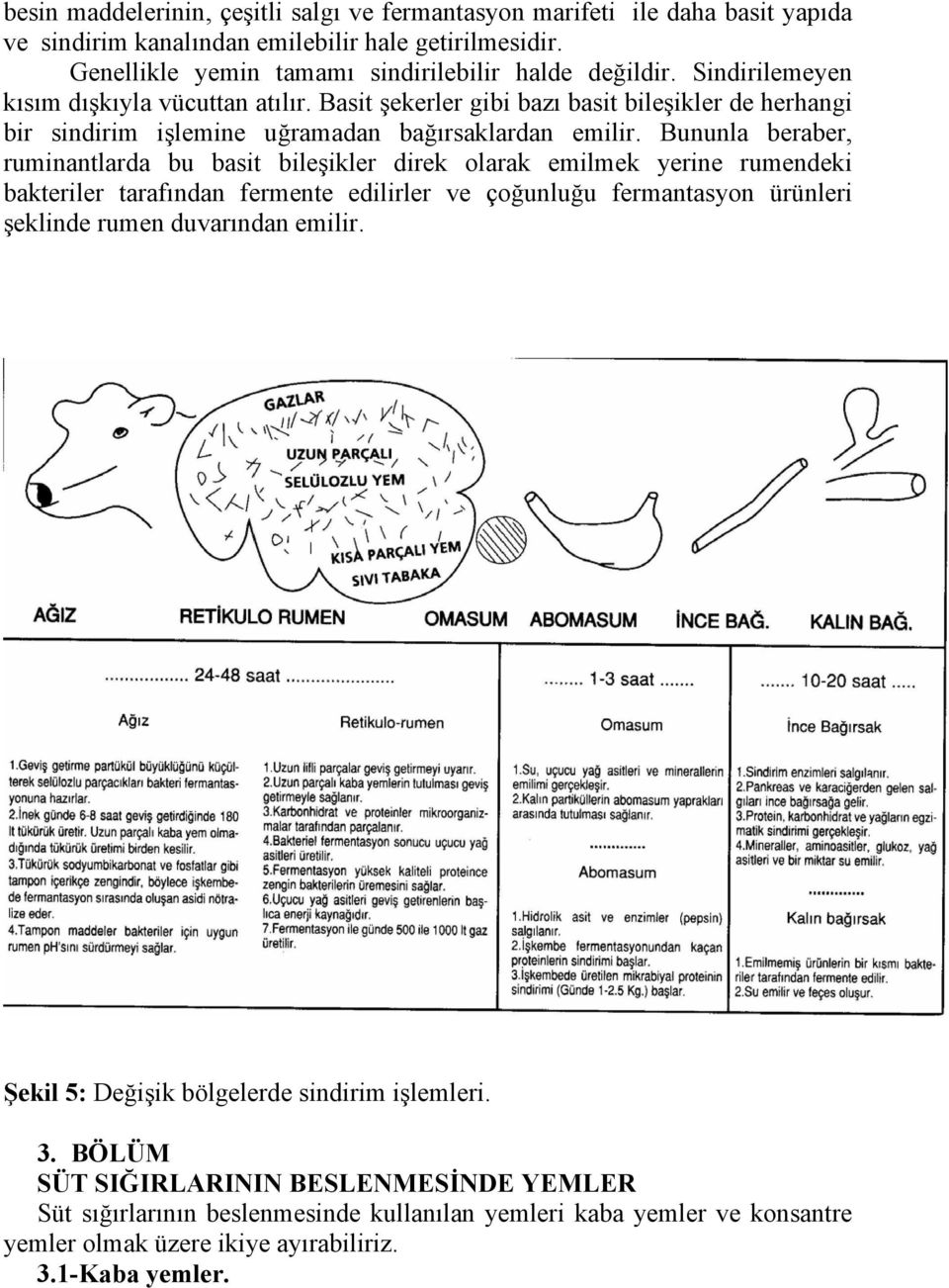 Bununla beraber, ruminantlarda bu basit bileşikler direk olarak emilmek yerine rumendeki bakteriler tarafından fermente edilirler ve çoğunluğu fermantasyon ürünleri şeklinde rumen duvarından