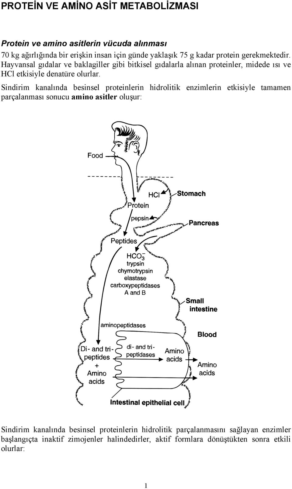 Sindirim kanalında besinsel proteinlerin hidrolitik enzimlerin etkisiyle tamamen parçalanması sonucu amino asitler oluşur: Sindirim kanalında