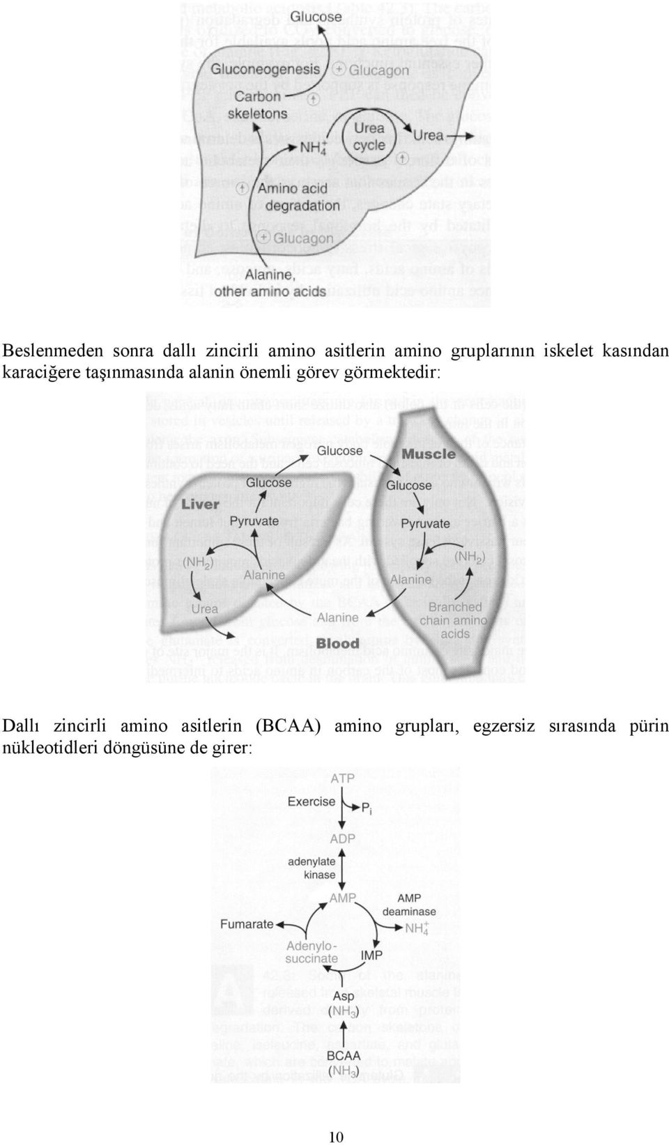 önemli görev görmektedir: Dallı zincirli amino asitlerin (BCAA)