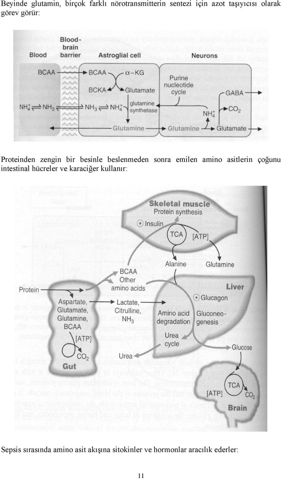 sonra emilen amino asitlerin çoğunu intestinal hücreler ve karaciğer