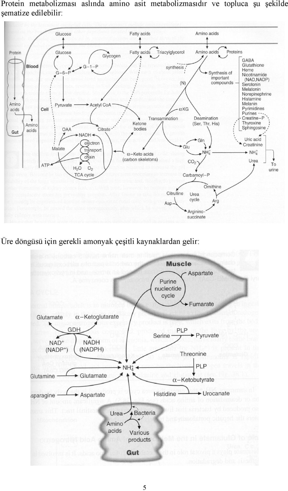 şematize edilebilir: Üre döngüsü için