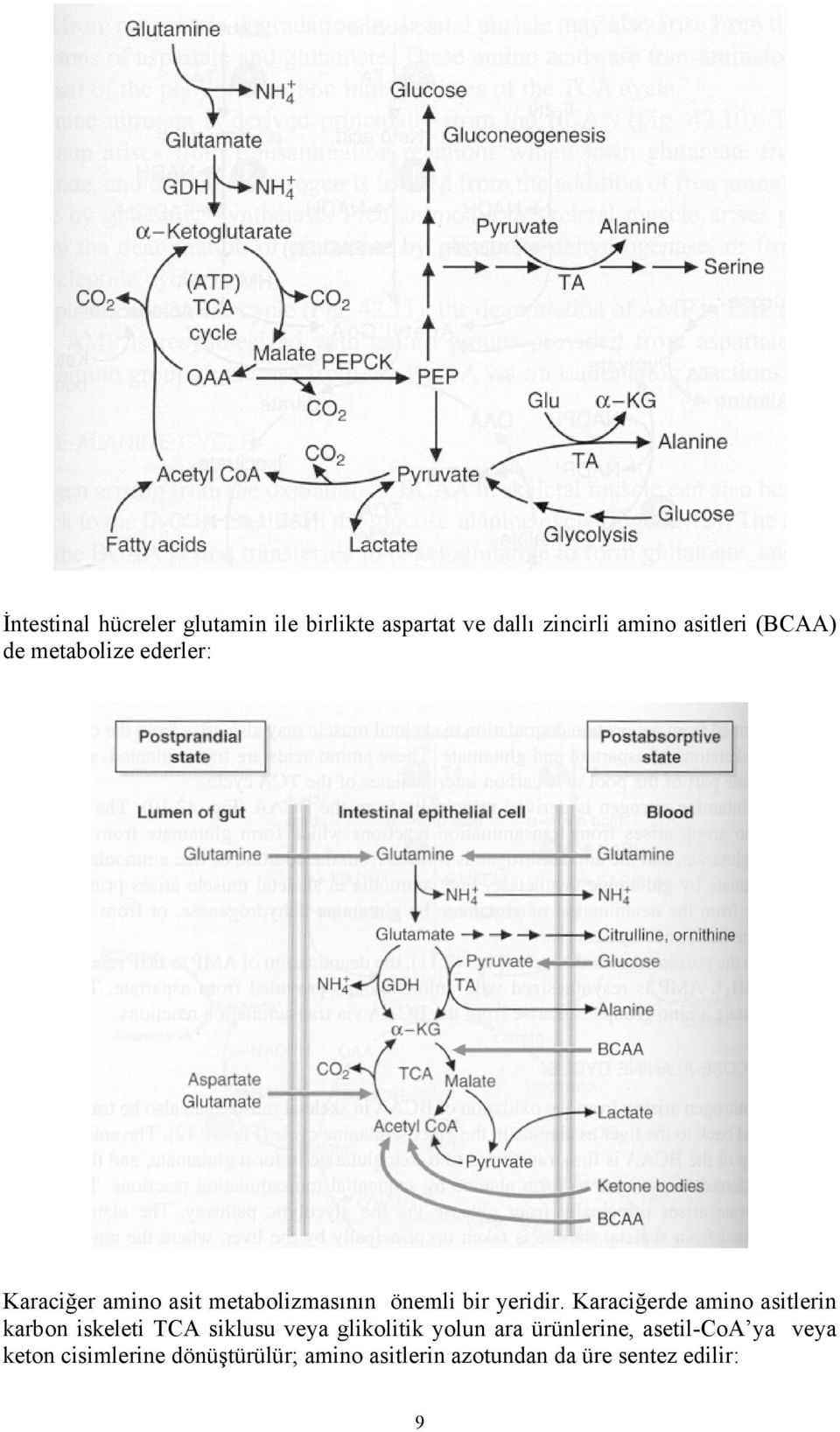 Karaciğerde amino asitlerin karbon iskeleti TCA siklusu veya glikolitik yolun ara
