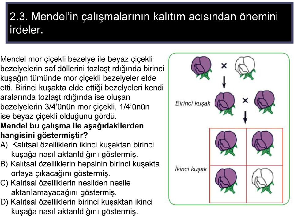 Birinci kuşakta elde ettiği bezelyeleri kendi aralarında tozlaştırdığında ise oluşan bezelyelerin 3/4 ünün mor çiçekli, 1/4 ünün ise beyaz çiçekli olduğunu gördü.