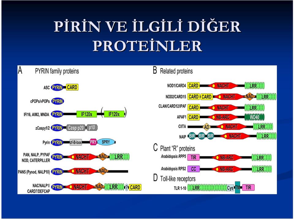 DİĞER