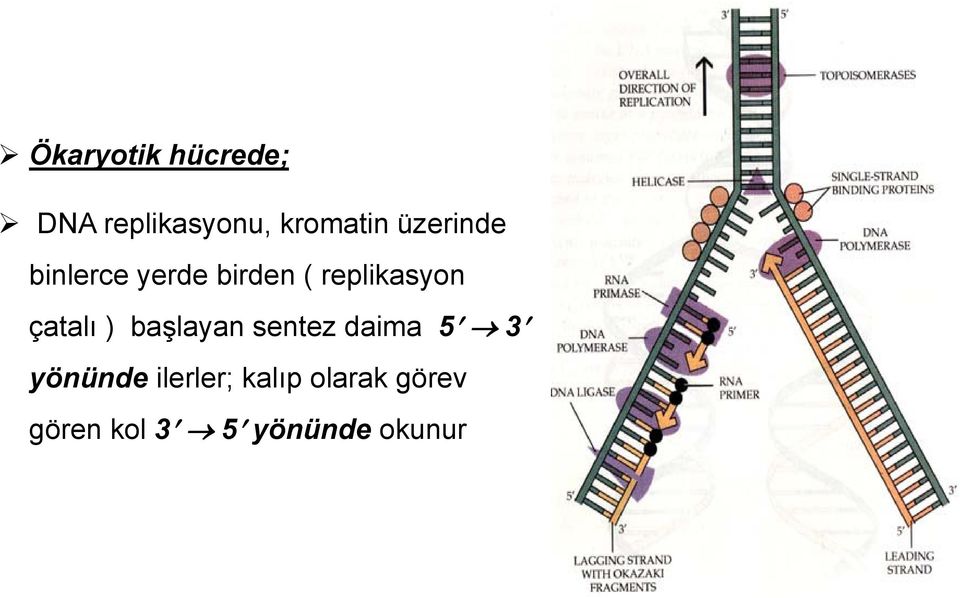 çatalı ) başlayan sentez daima 5 3 yönünde