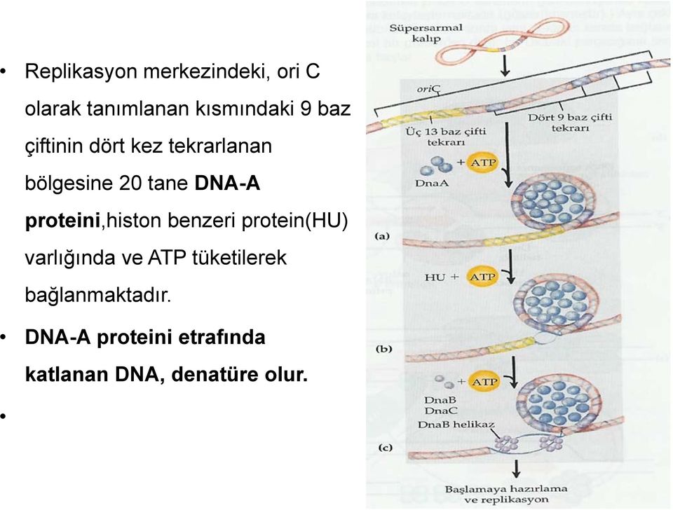 proteini,histon benzeri protein(hu) varlığında ve ATP