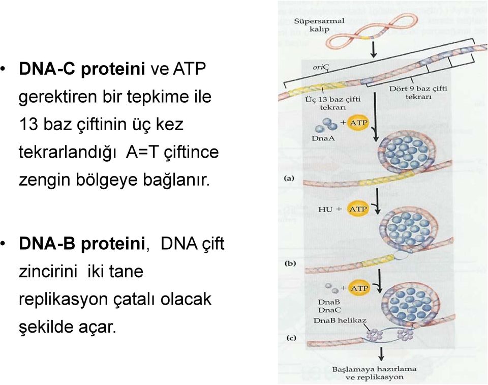 zengin bölgeye bağlanır.