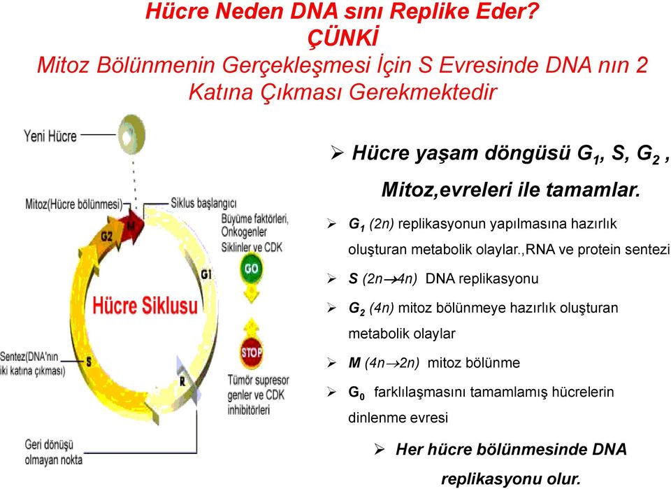 Mitoz,evreleri ile tamamlar. G 1 (2n) replikasyonun yapılmasına hazırlık oluşturan metabolik olaylar.