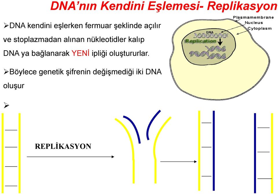 nükleotidler kalıp DNA ya bağlanarak YENİ ipliği