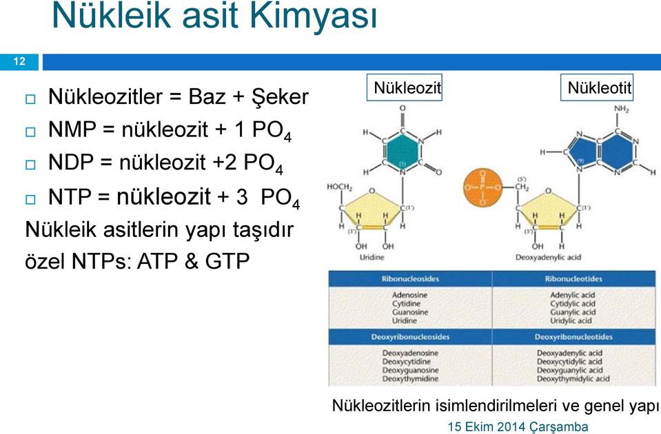 nükleozit + 3 PO 4 Nükleik asitlerin yapı taşıdır özel NTPs: ATP &