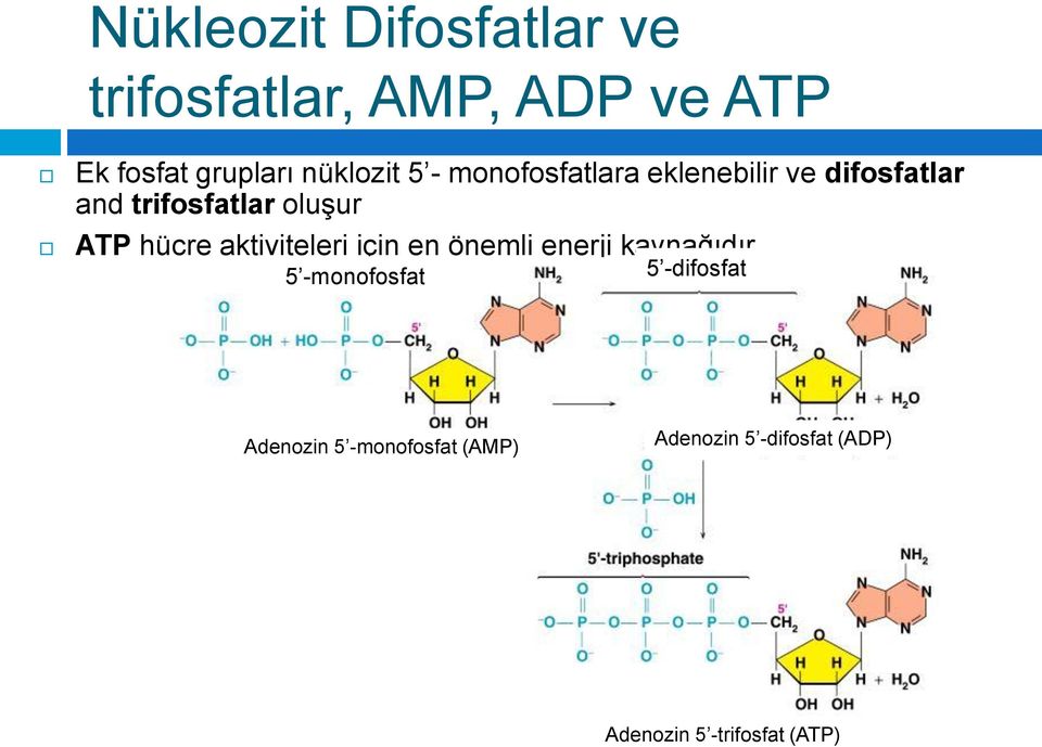 ATP hücre aktiviteleri için en önemli enerji kaynağıdır 5 -monofosfat 5