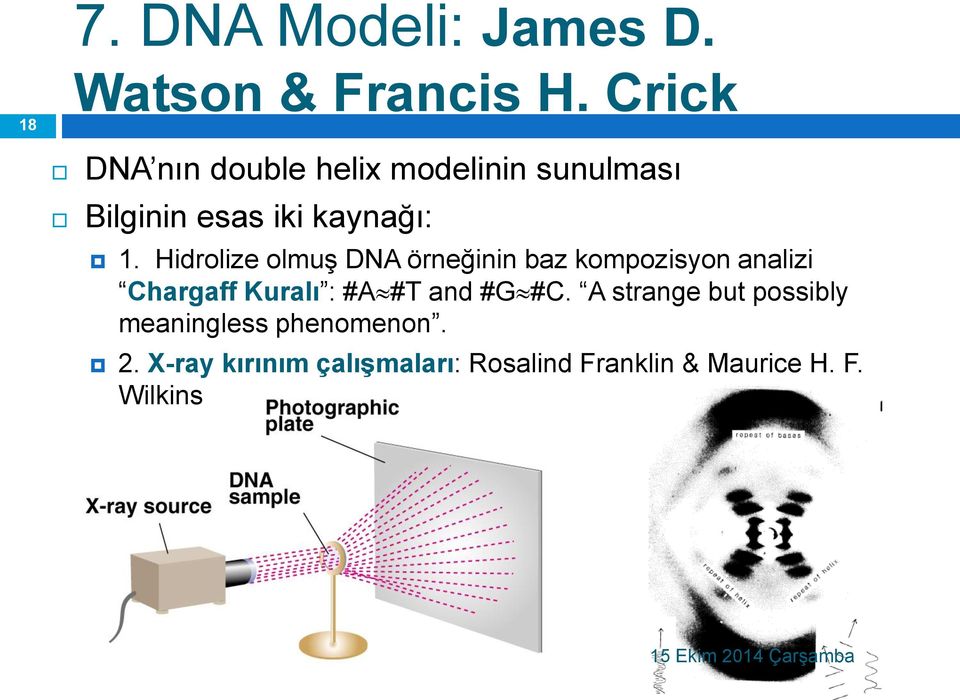 Hidrolize olmuş DNA örneğinin baz kompozisyon analizi Chargaff Kuralı : #A#T and #G#C.