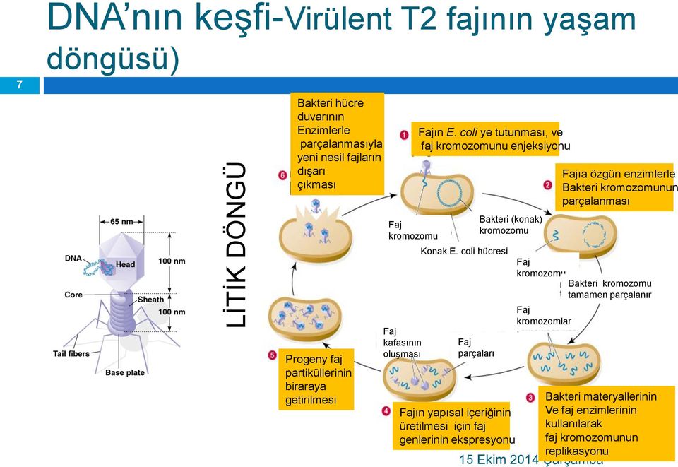 coli hücresi Faj parçaları Bakteri (konak) kromozomu Fajın yapısal içeriğinin üretilmesi için faj genlerinin ekspresyonu 15 Ekim 2014 Çarşamba Fajıa özgün