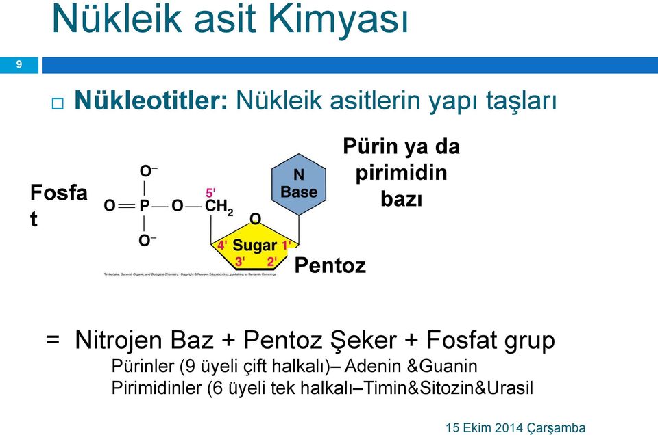 Şeker + Fosfat grup Pürinler (9 üyeli çift halkalı) Adenin &Guanin