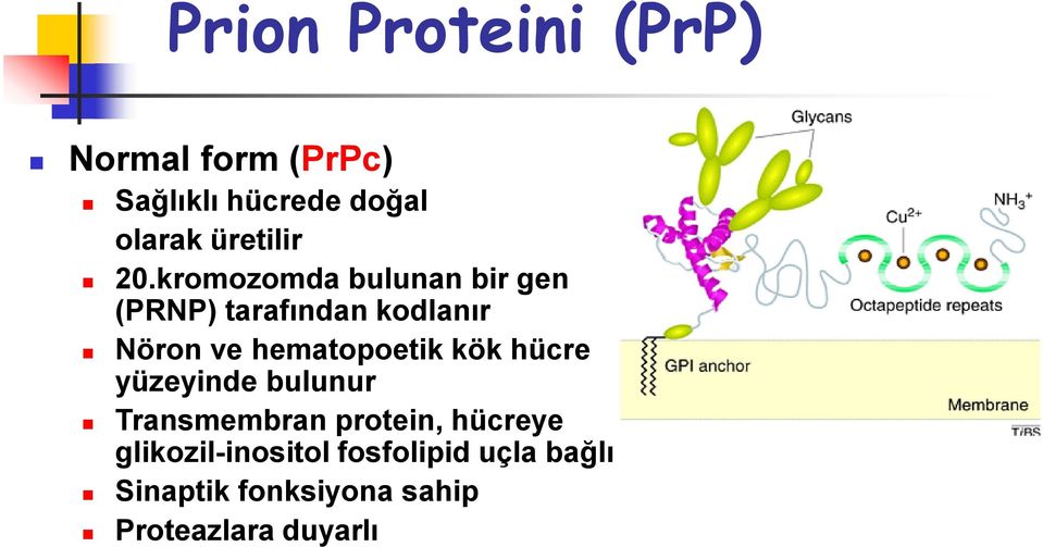 kromozomda bulunan bir gen (PRNP) tarafından kodlanır Nöron ve hematopoetik