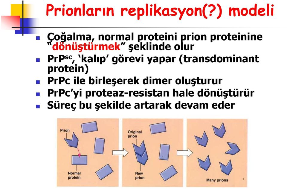 şeklinde olur PrP sc, kalıp görevi yapar (transdominant protein)