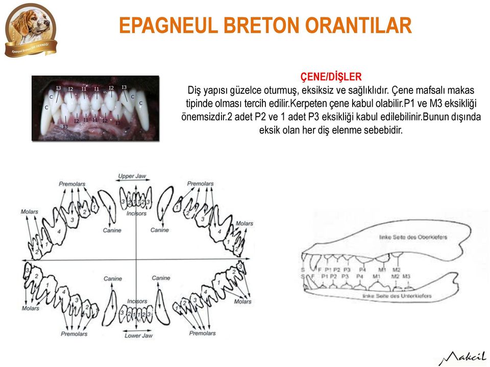 kerpeten çene kabul olabilir.p1 ve M3 eksikliği önemsizdir.