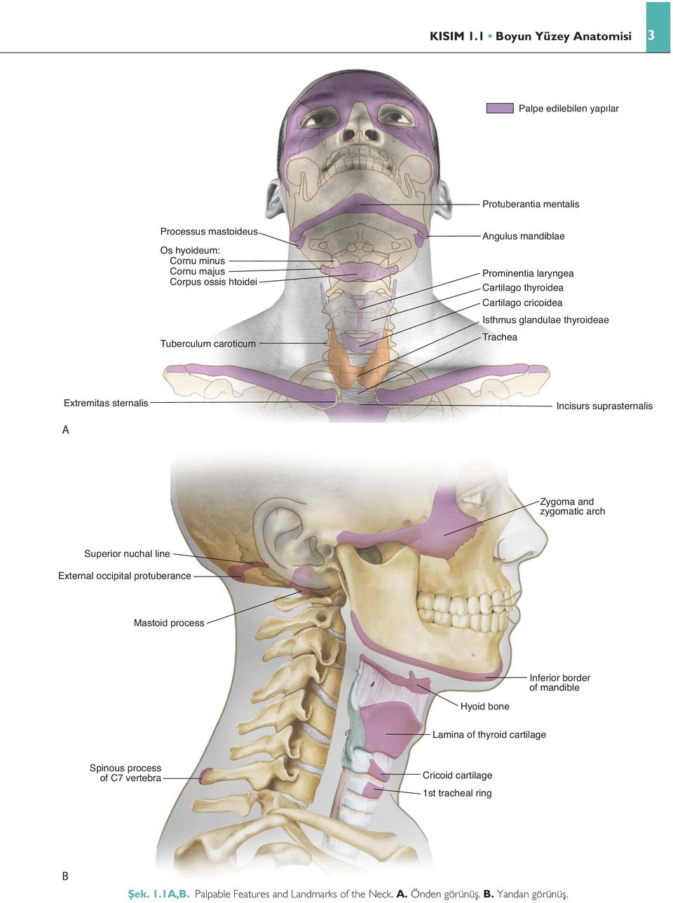 Tuberculum caroticum Angulus mandiblae Prominentia laryngea Cartilago thyroidea Cartilago cricoidea Isthmus glandulae thyroideae Trachea Extremitas