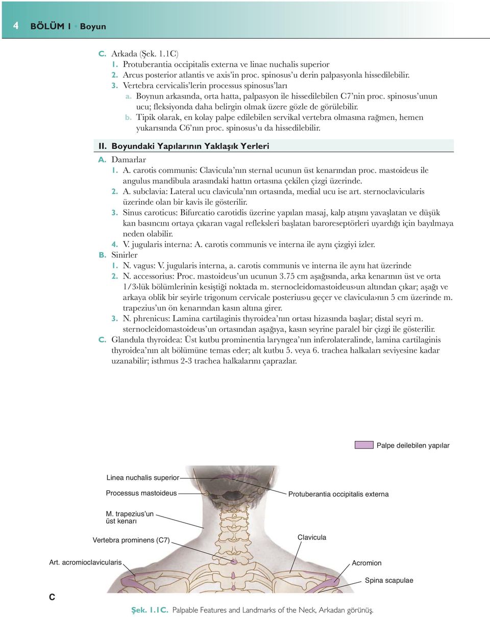 Palpe deilebilen yapılar Linea nuchalis superior Processus mastoideus